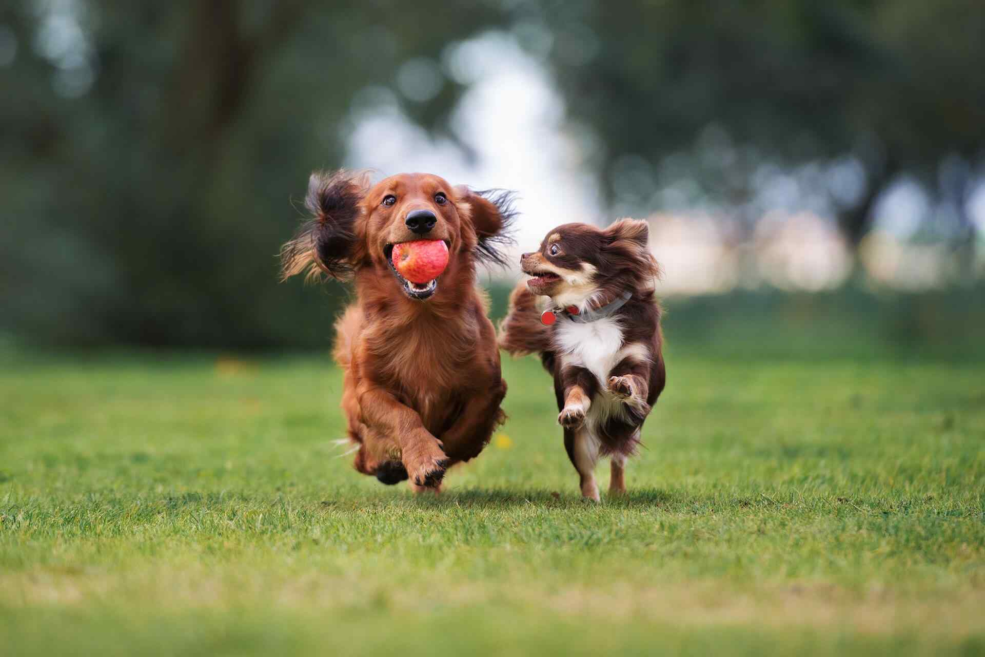 https://aliciashouseofpaws.co.uk/wp-content/uploads/2018/09/portfolio_04.jpg