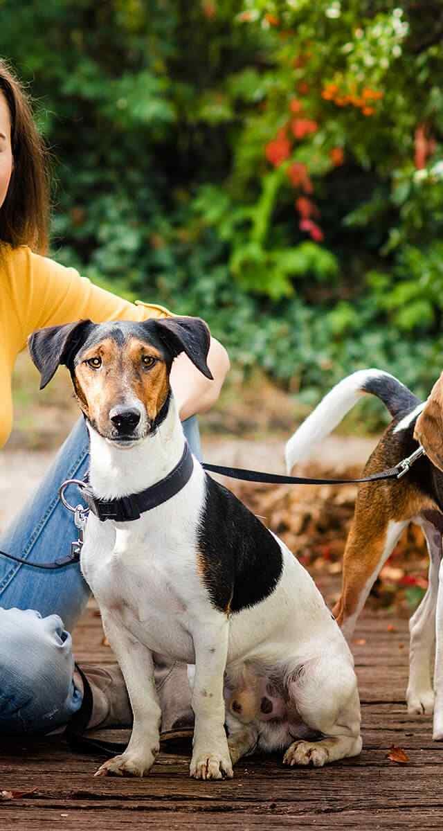 https://aliciashouseofpaws.co.uk/wp-content/uploads/2018/09/post_02-640x1200.jpg