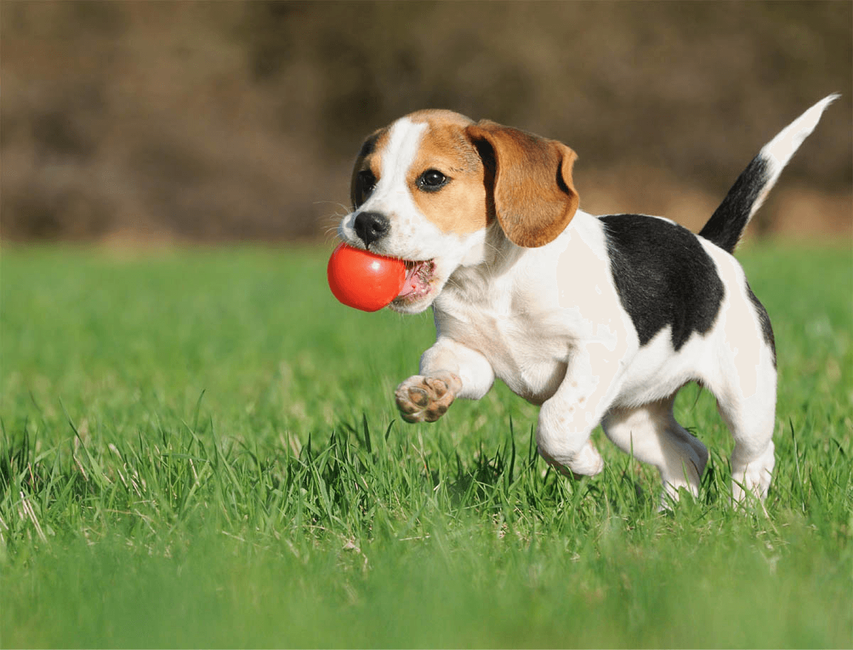 https://aliciashouseofpaws.co.uk/wp-content/uploads/2019/07/hero_image_01.png