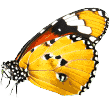 https://aliciashouseofpaws.co.uk/wp-content/uploads/2019/08/butterfly.png