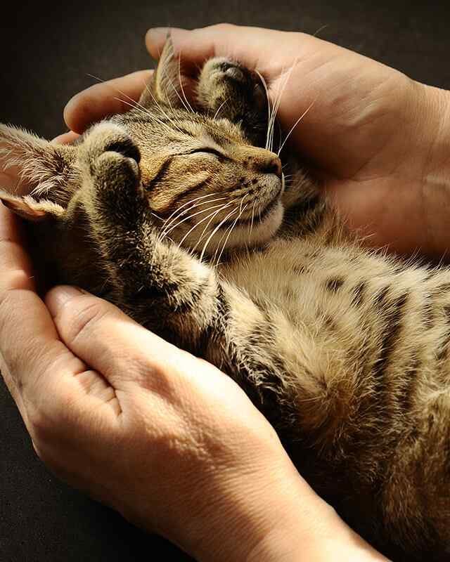 https://aliciashouseofpaws.co.uk/wp-content/uploads/2019/08/inner_gallery_05-640x800.jpg
