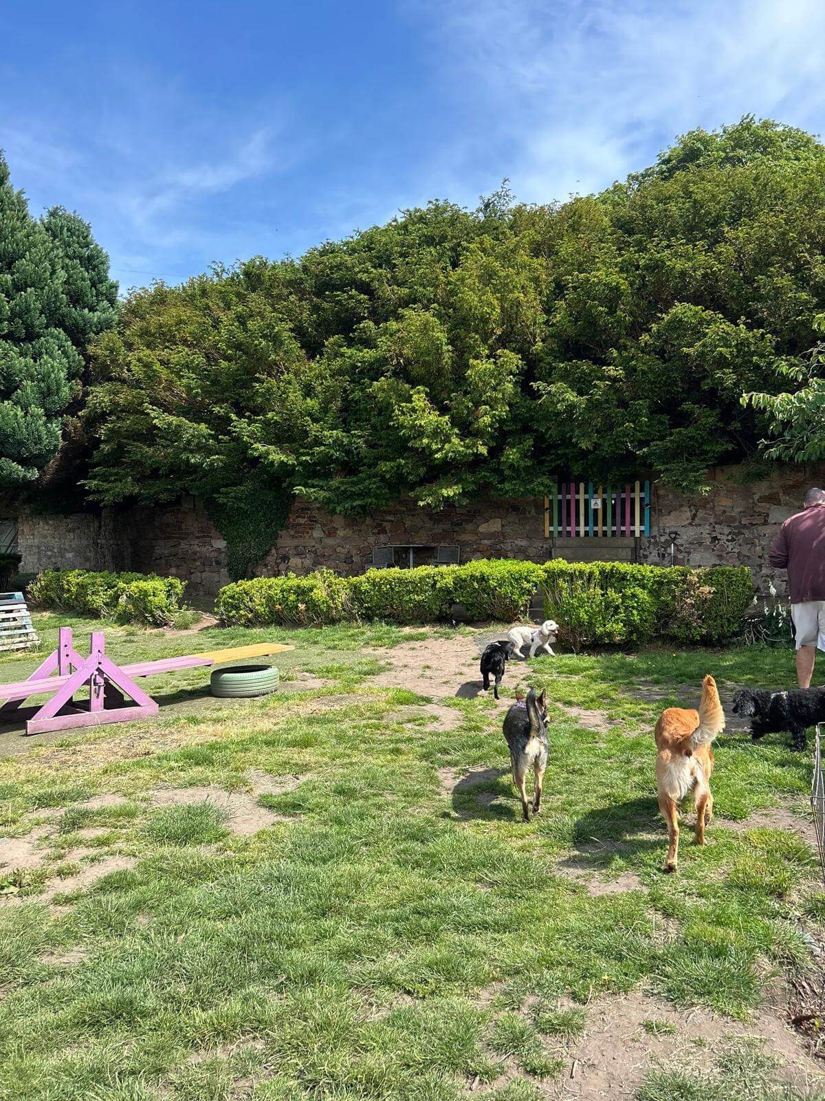 https://aliciashouseofpaws.co.uk/wp-content/uploads/2025/06/3cdddbf0-fadf-4248-a6f8-b430775ab308.jpg