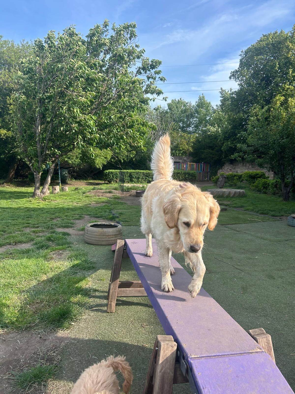 https://aliciashouseofpaws.co.uk/wp-content/uploads/2025/06/76561f32-68f9-433d-b25e-37108f2c6656.jpg