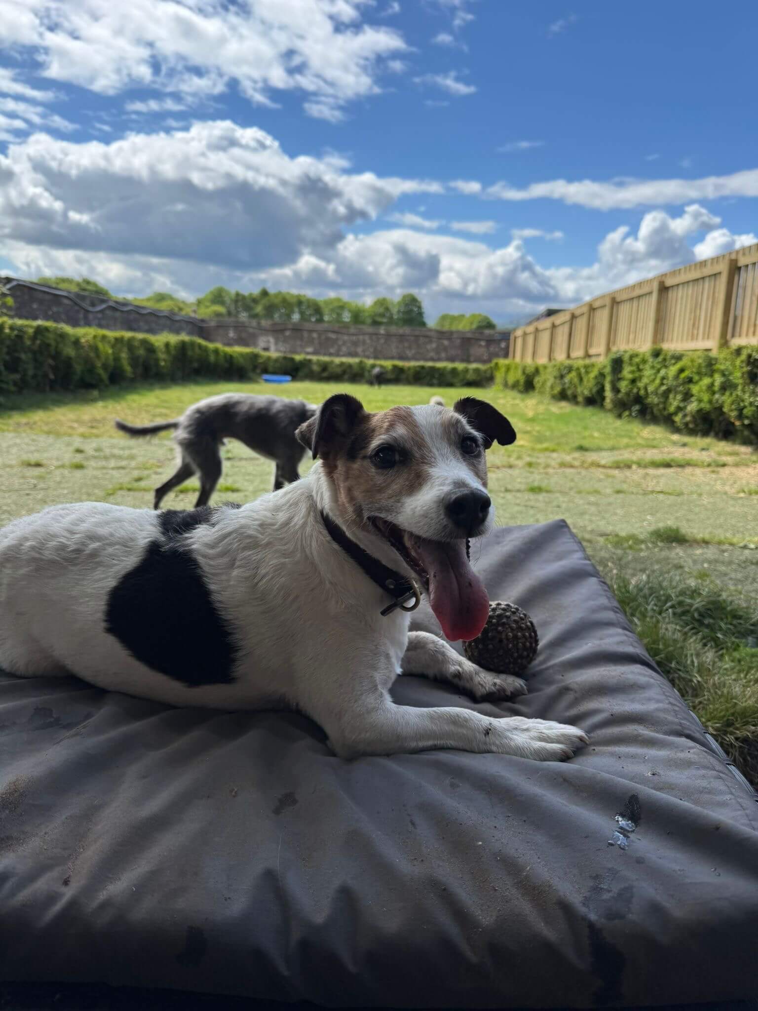 https://aliciashouseofpaws.co.uk/wp-content/uploads/2025/06/84df9adb-7a90-434f-9e30-31d2599e86d9.jpg