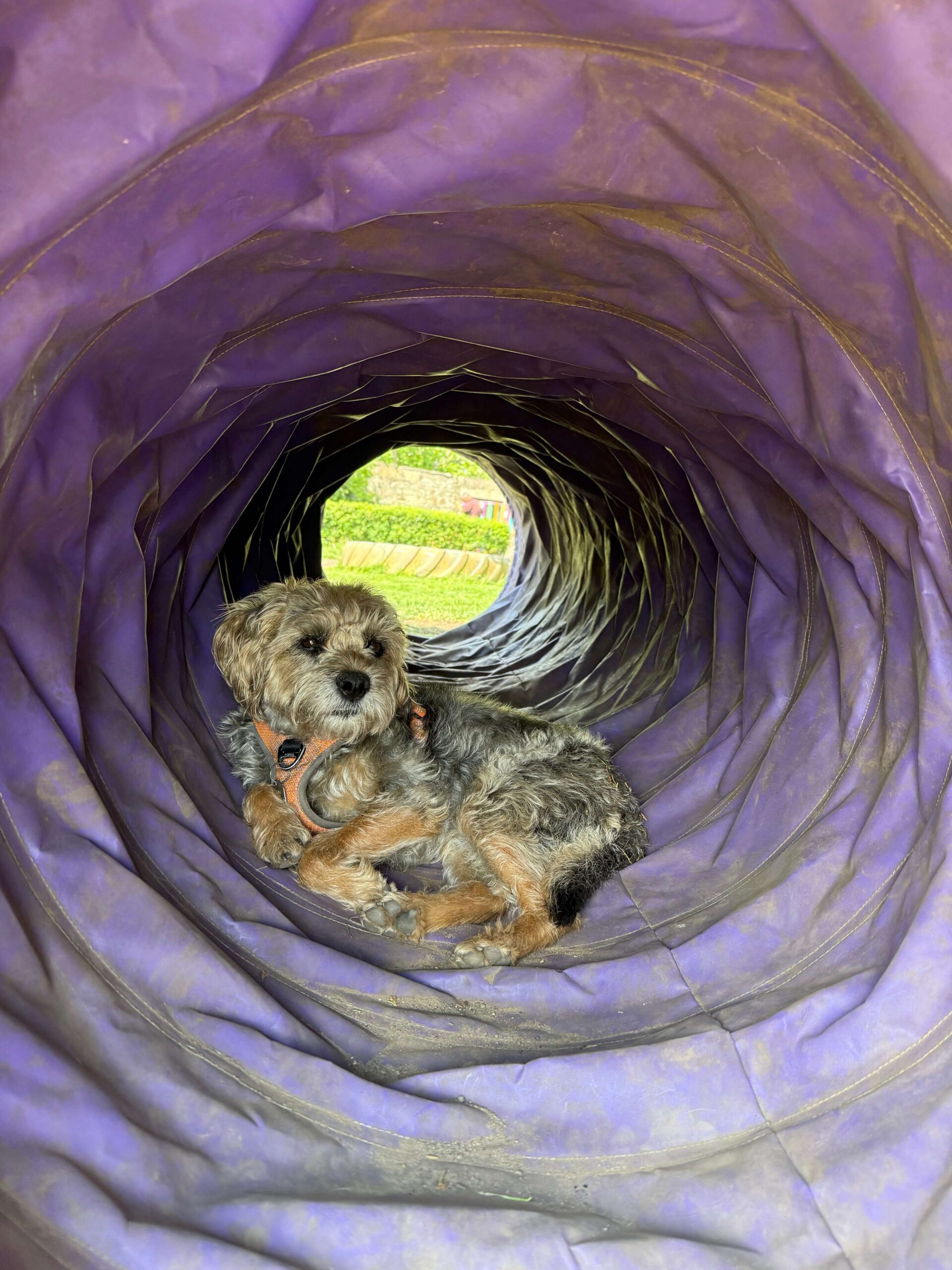 https://aliciashouseofpaws.co.uk/wp-content/uploads/2025/06/IMG_1019-scaled.jpeg