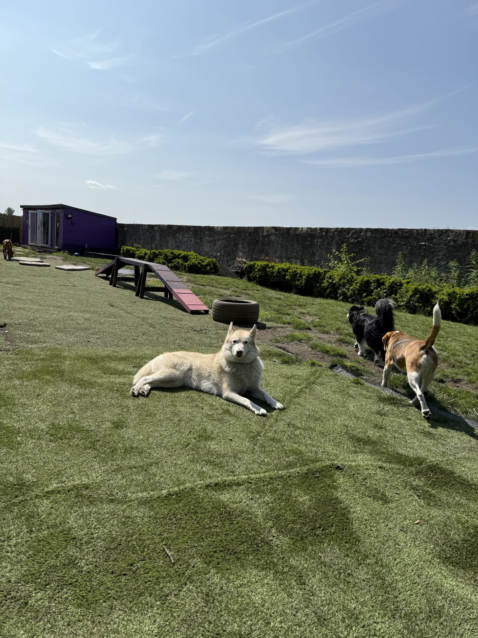 https://aliciashouseofpaws.co.uk/wp-content/uploads/2025/06/IMG_1036-scaled.jpeg