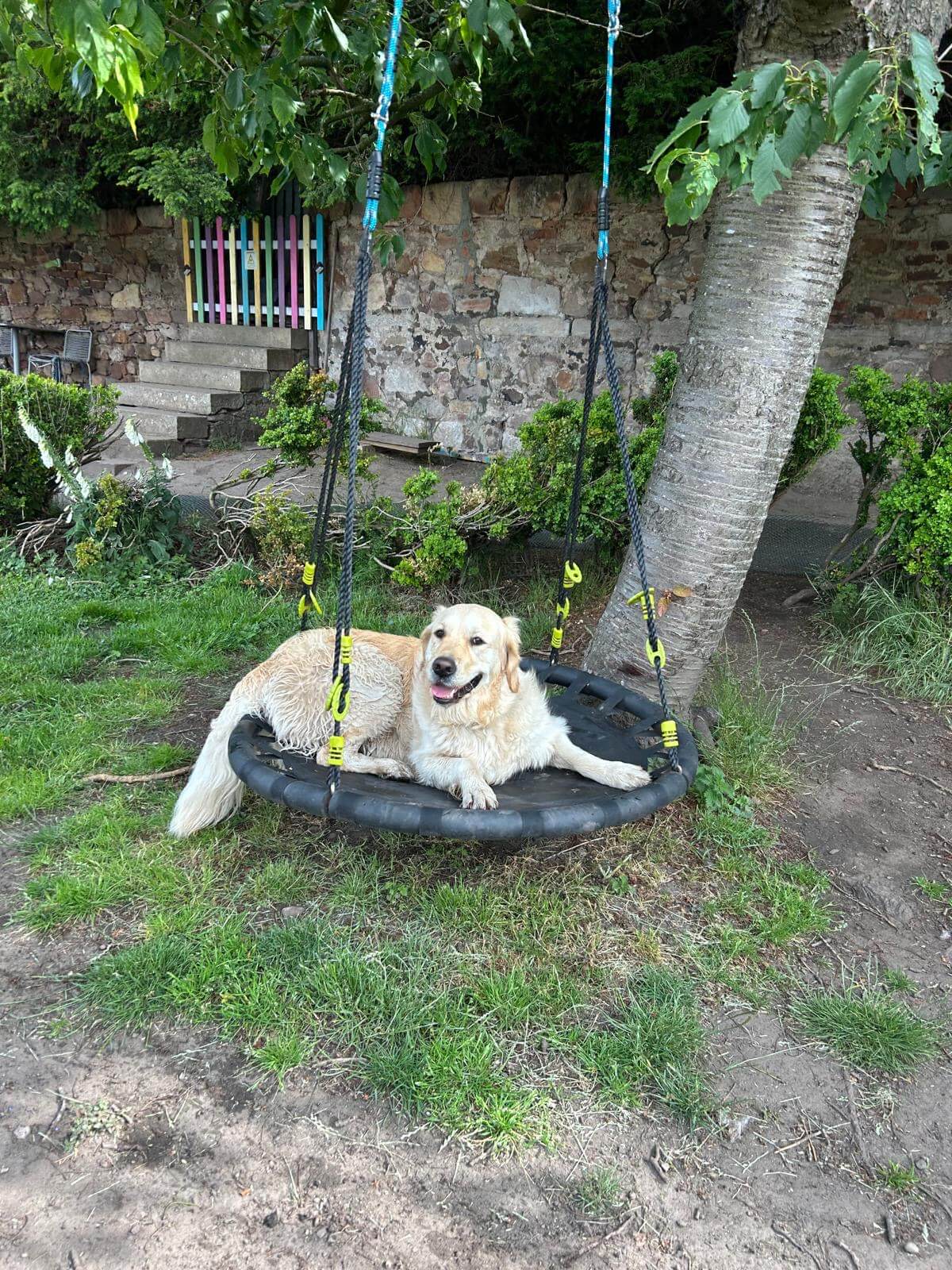 https://aliciashouseofpaws.co.uk/wp-content/uploads/2025/06/bb8702d3-e1f4-40f4-98d5-e60c77a22ccc.jpg