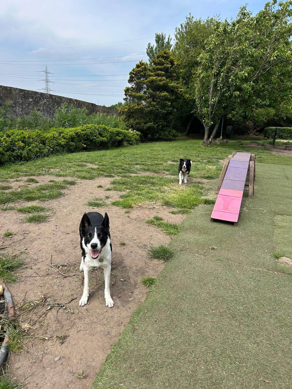 https://aliciashouseofpaws.co.uk/wp-content/uploads/2025/06/ede4633a-30b3-4b09-b0e3-583ca9821550.jpg